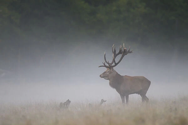 Red Deer stag fog 31