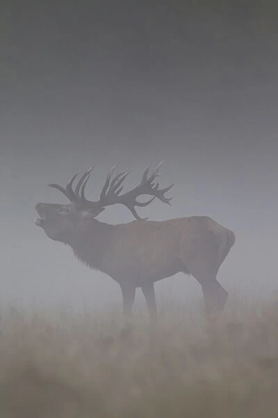 Red Deer stag fog 36