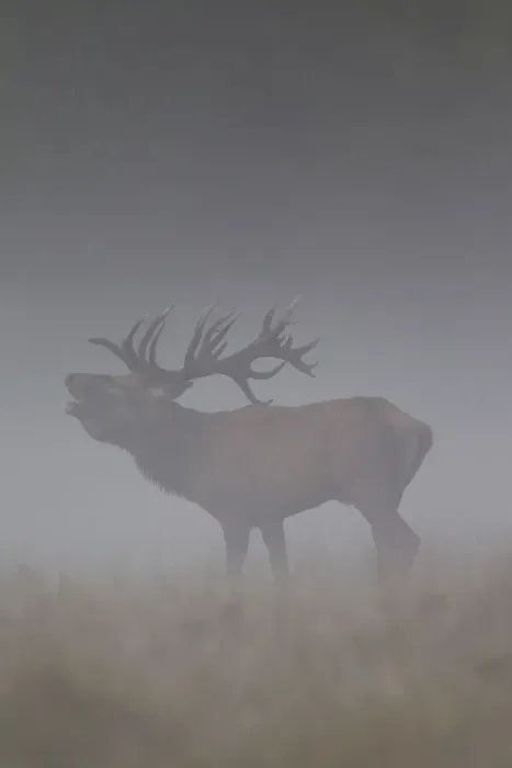 Framed Print : Red Deer stag fog 36