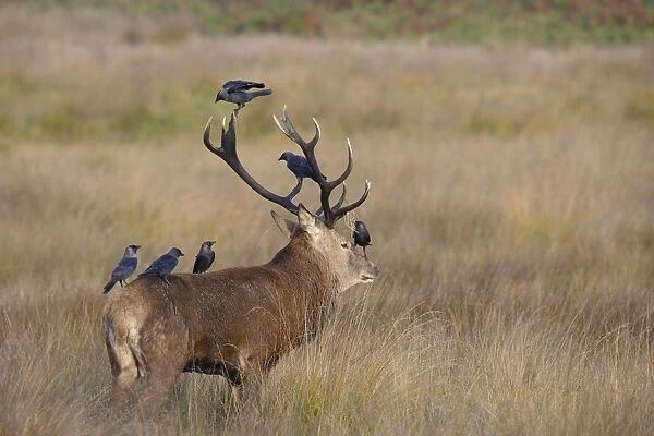Red Deer - stag with jackdaws searching fir for ticks - Richmond Park UK 007862
