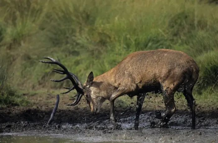 Framed Print : Red Deer - Stag in muddy puddle, UK Framed Print : Red Deer - Stag in muddy puddle, UK