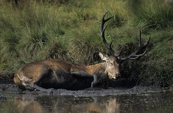Red Deer - Stag in muddy puddle, UK