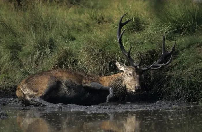 Framed Print : Red Deer - Stag in muddy puddle, UK Framed Print : Red Deer - Stag in muddy puddle, UK