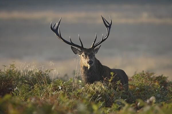 Red Deer - stag - Richmond Park UK 007846