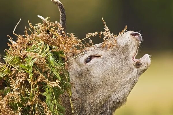 Red Deer - Stag roaring with bracken on antlers - Richmond Park UK 14956