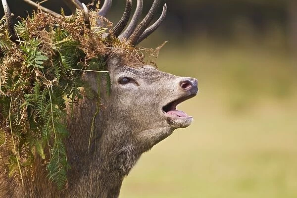 Red Deer - Stag roaring with bracken on antlers - Richmond Park UK 14954