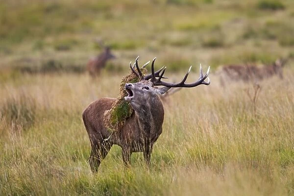 Red Deer - Stag roaring with bracken on antlers - Richmond Park UK 14961