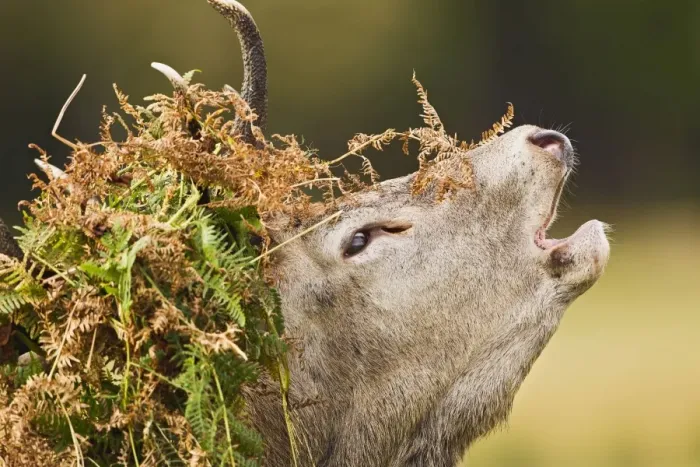 Framed Print : Red Deer - Stag roaring with bracken on antlers - Richmond Park UK 14956 Framed Print : Red Deer - Stag roaring with bracken on antlers - Richmond Park UK 14956