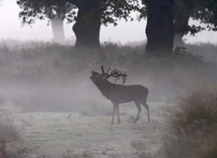 Framed Print : Red deer stag - roaring in the mist Richmond Park UK 006333 Framed Print : Red deer stag - roaring in the mist Richmond Park UK 006333