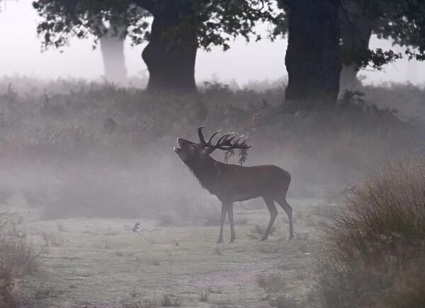 Red deer stag - roaring in the mist Richmond Park UK 006333