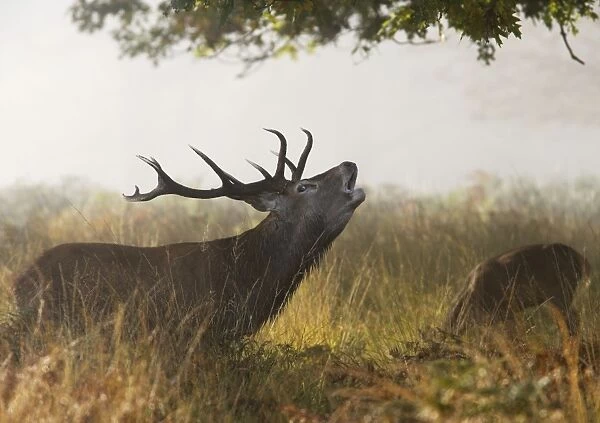 Red deer stag - roaring in the mist Richmond Park UK 006343