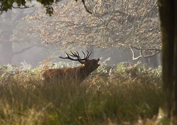 Red deer stag - roaring in the mist Richmond Park UK
