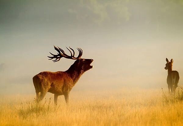 Red Deer - stag roaring in mist at sunrise - Richmond Park UK 15033