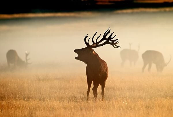 Red Deer - stag roaring in mist at sunrise - Richmond Park UK 15034