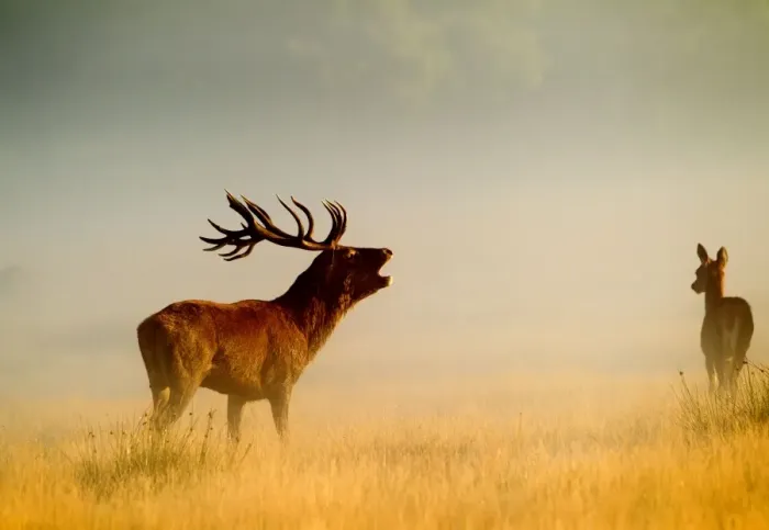 Framed Print : Red Deer - stag roaring in mist at sunrise - Richmond Park UK 15033 Framed Print : Red Deer - stag roaring in mist at sunrise - Richmond Park UK 15033