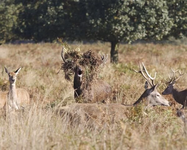 Red deer stag - roaring Richmond Park UK 006355