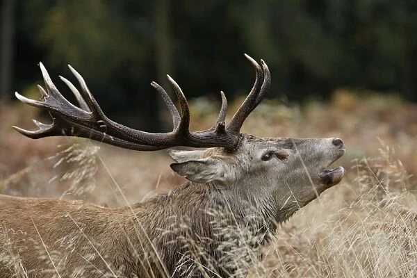 Red deer stag - roaring Richmond Park UK 006368