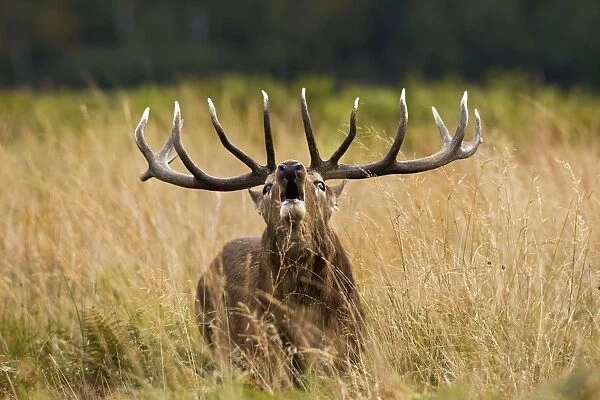 Red Deer - Stag roaring - Richmond Park UK 14953