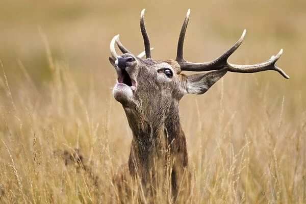 Red Deer - Stag roaring - Richmond Park UK 14960