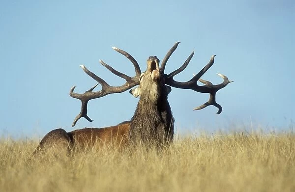 Red Deer Stag roaring during rutting season