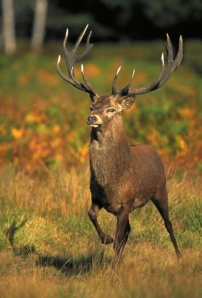 Red Deer - Stag in rut - UK - Second largest European deer - Antlers up to 71 cm long - Although great diversity of habitat-eg woodland-grassland-moor-scrub-generally occupies woodland