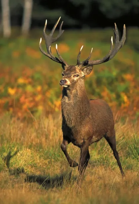 Framed Print : Red Deer - Stag in rut - UK - Second largest European deer - Antlers up to 71 cm long - Although great diversity of habitat-eg woodland-grassland-moor-scrub-generally occupies woodland Framed Print : Red Deer - Stag in rut - UK - Second largest European deer - Antlers up to 71 cm long - Although great diversity of habitat-eg woodland-grassland-moor-scrub-generally occupies woodland