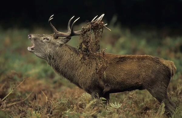 Red Deer - Stag rutting with bracken on antlers, UK