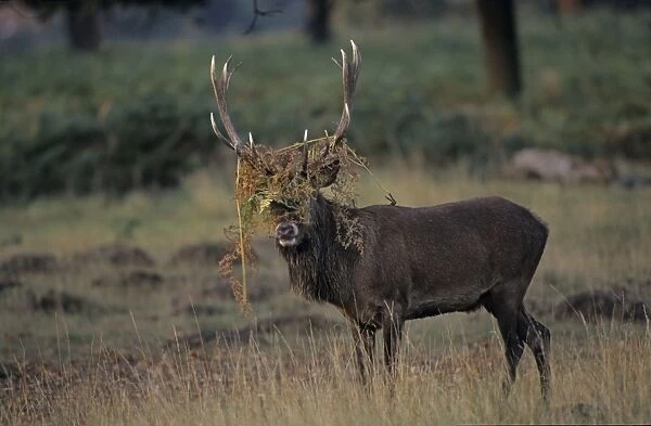 Red Deer - Stag rutting with bracken on antlers, UK