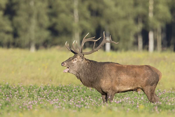 Red Deer - stag during rutting season in autumn