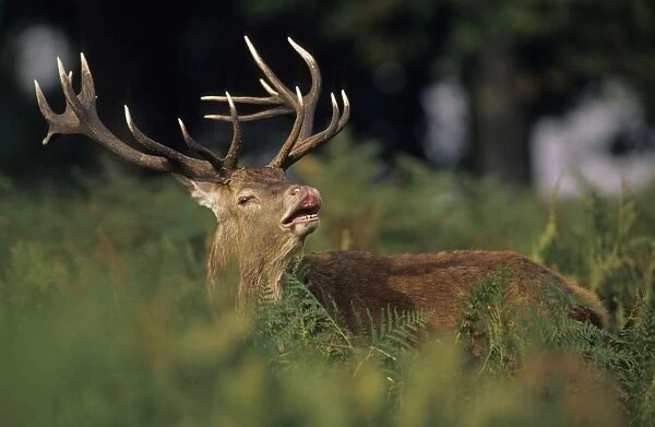Red Deer - Stag rutting, UK
