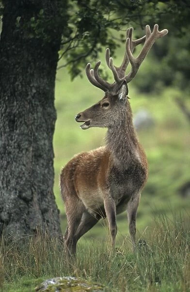 Red Deer - Stag rutting, UK
