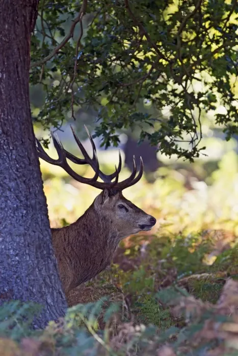 Framed Print : Red Deer - Stag behind tree at dawn - Richmond Park UK 14951 Framed Print : Red Deer - Stag behind tree at dawn - Richmond Park UK 14951