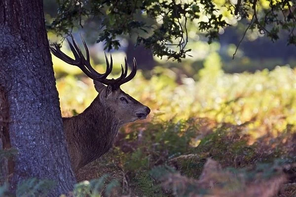 Red Deer - Stag behind tree at dawn - Richmond Park UK 14950