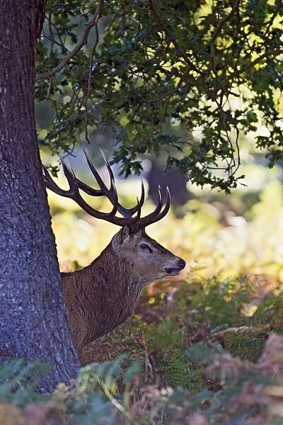 Red Deer - Stag behind tree at dawn - Richmond Park UK 14951