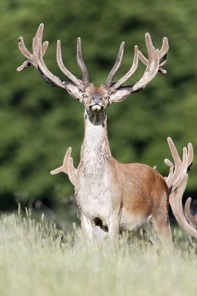 Red Deer - stag with velvet on antlers - Lower Saxony - Germany
