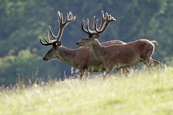 Red Deer - two stags with antlers in velvet - walking across meadow - Hessen - Germany