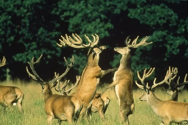 Red Deer - stags fighting