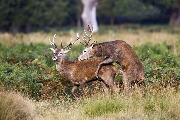 Red Deer - Stags mating each other - Richmond Park UK 14962