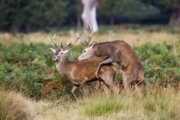 Framed Print : Red Deer - Stags mating each other - Richmond Park UK 14962 Framed Print : Red Deer - Stags mating each other - Richmond Park UK 14962