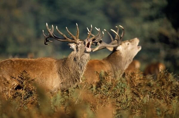 Red Deer - Stags in rut UK