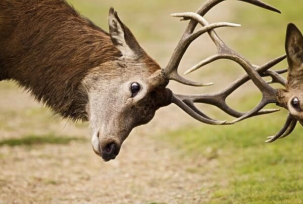 Red Deer - Stags rutting - close up - Richmond Park UK 14958