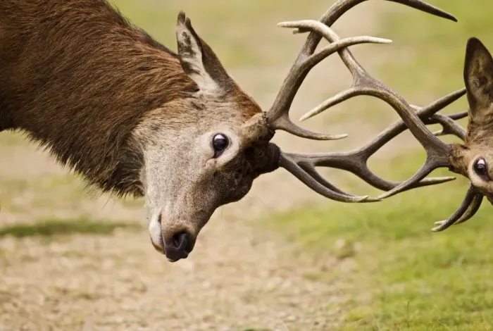 Framed Print : Red Deer - Stags rutting - close up - Richmond Park UK 14958 Framed Print : Red Deer - Stags rutting - close up - Richmond Park UK 14958