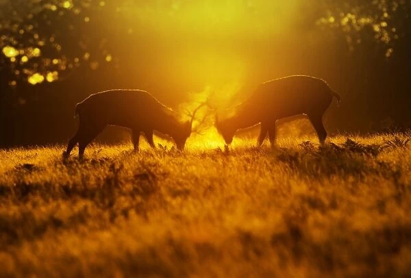 Red Deer - stags rutting in mist at sunrise - Richmond Park UK 14987