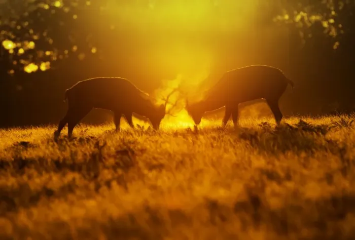 Framed Print : Red Deer - stags rutting in mist at sunrise - Richmond Park UK 14987 Framed Print : Red Deer - stags rutting in mist at sunrise - Richmond Park UK 14987