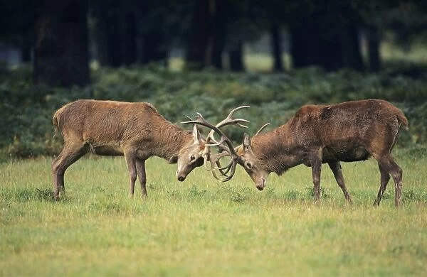 Red Deer - Stags rutting, UK