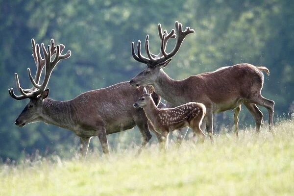 Red Deer - two stags with velvet on antlers and calf - Lower Saxony - Germany