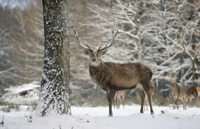 Framed Print : Red Deer - in winter coat, standing in snow Framed Print : Red Deer - in winter coat, standing in snow