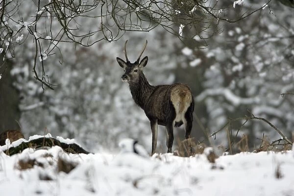 Red Deer - Young stag in snow covered forest, winter Hessen, Germany