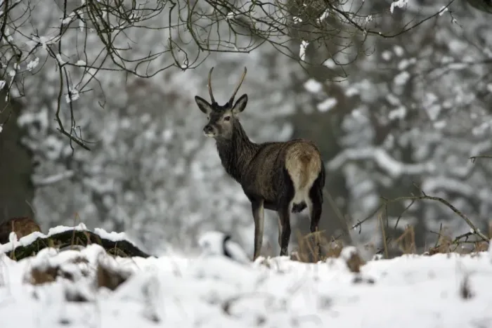 Framed Print : Red Deer - Young stag in snow covered forest, winter Hessen, Germany Framed Print : Red Deer - Young stag in snow covered forest, winter Hessen, Germany