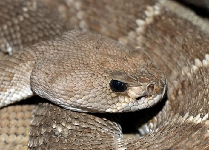 Framed Print : Red Diamond-backed Rattlesnake Framed Print : Red Diamond-backed Rattlesnake